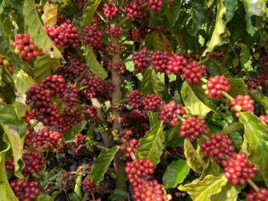 Lançamento da 1ª Feira Tecnológica Robustas Amazônicos vai destacar a importância da variedade do café para Rondônia